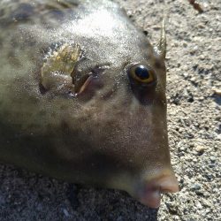 爆風カマス釣り